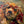 More than a pet portrait, it’s their spirit on canvas