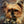 More than a pet portrait, it’s their spirit on canvas