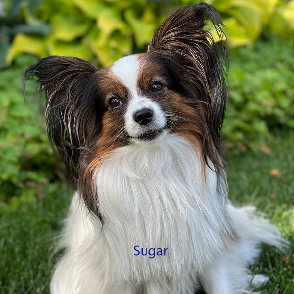 Two Pet Commissions — One 12"x12" Gallery Wrap for Leonard & Hank | One 11"x14" Gallery Wrap for Sugar